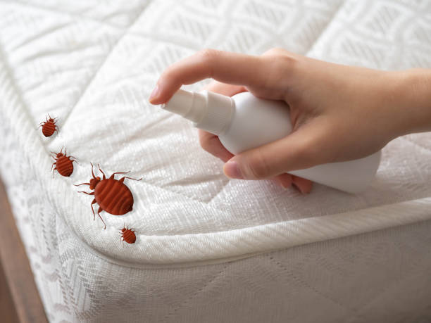 Best Local Pest Control Services  in Elwood, KS